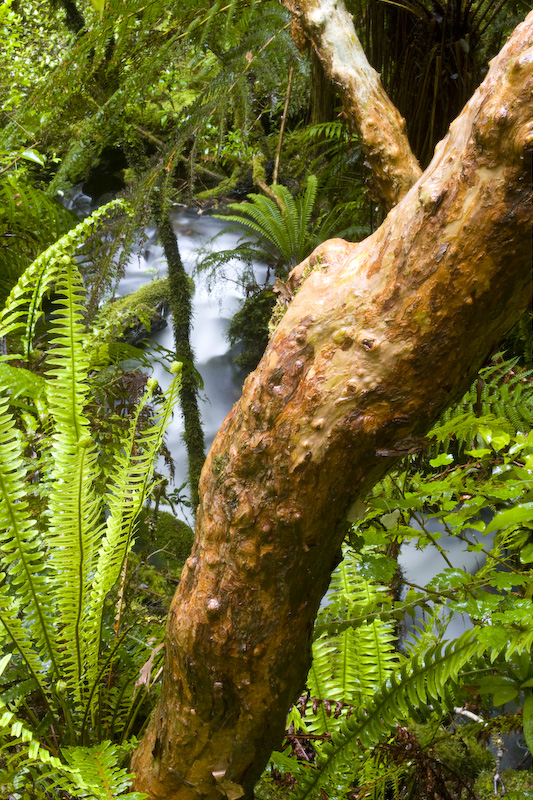 Tree Trunk And Epheremal Creek